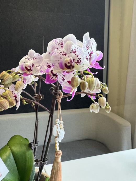 蝴蝶兰 商品图2