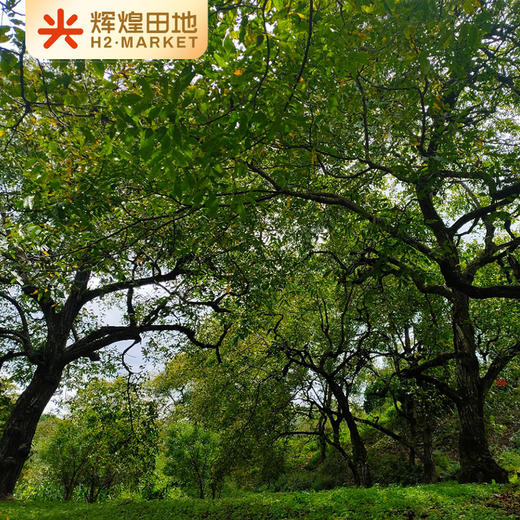 云南生态古树干核桃3斤装/5斤装 商品图2