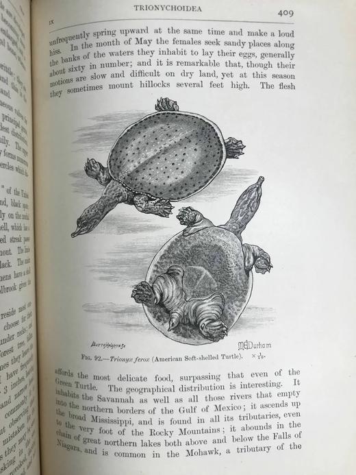 1901年 两栖与爬行动物图鉴 181幅插图 漆布精装大32开 商品图13