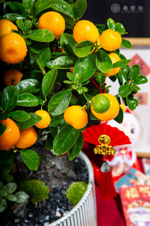 招财进宝 商品图1