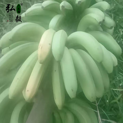 【弘毅六不用生态农场】六不用 香蕉 东三省不发 商品图1