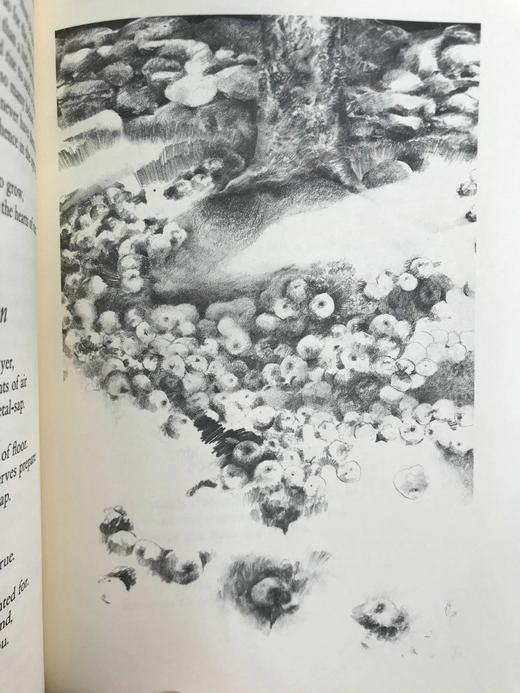 限量版！罗伯特·弗罗斯特诗集 配插图 豪华皮装18开 商品图12