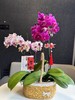 蝴蝶兰组合 商品缩略图0