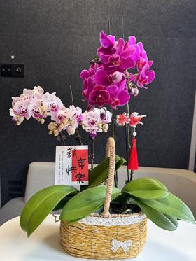 蝴蝶兰组合