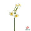 水仙花（1扎80-90枝，长度15-20㎝） 商品缩略图0
