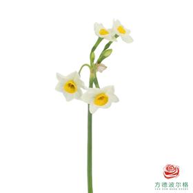水仙花（1扎80-90枝，长度15-20㎝）