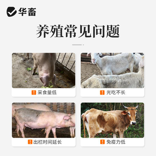 【积分兑换-王牌催肥】华畜暴力促长王1kg 强烈诱食促生长 提早出栏多赚钱 商品图1