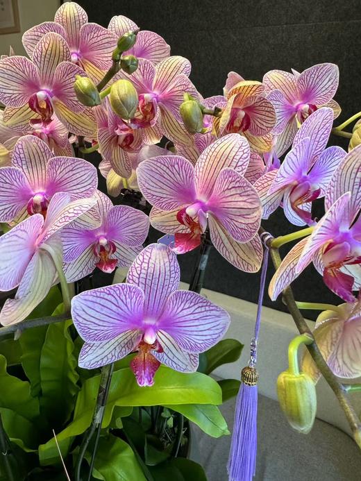 蝴蝶兰 商品图2