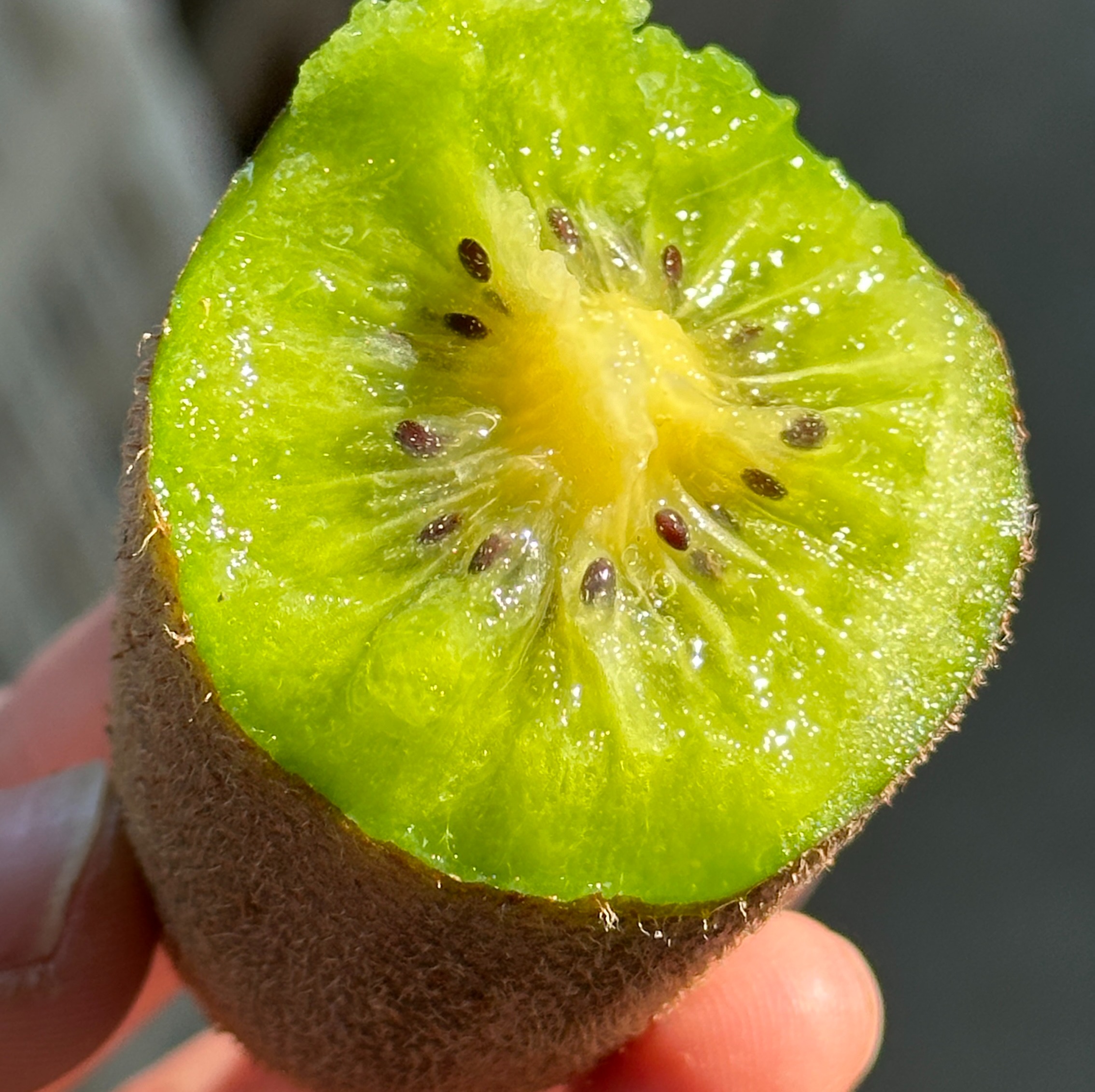 2月14日-2月24日停发！【直接削皮吃的金福猕猴桃】顺丰/京东发货 晚熟高甜果肉细腻、自然水源保护区内 生态种植 放心给孩子孕妇吃的猕猴桃