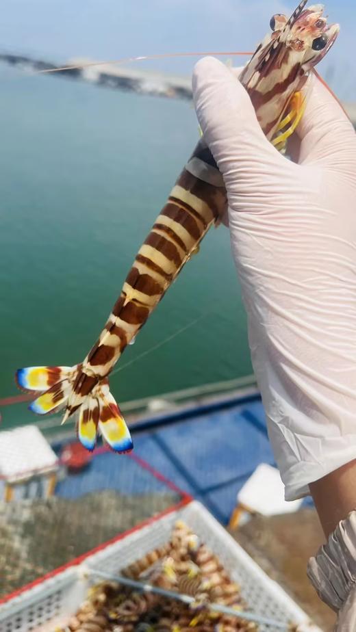 xm新鲜度100%+++第一船爆网精品大斑节虾🦐！卖完就真没了！！！虾青素爆表 肉质紧实好吃！活冻锁鲜直接把海里的鲜甜和劲道封在虾里！ 商品图1