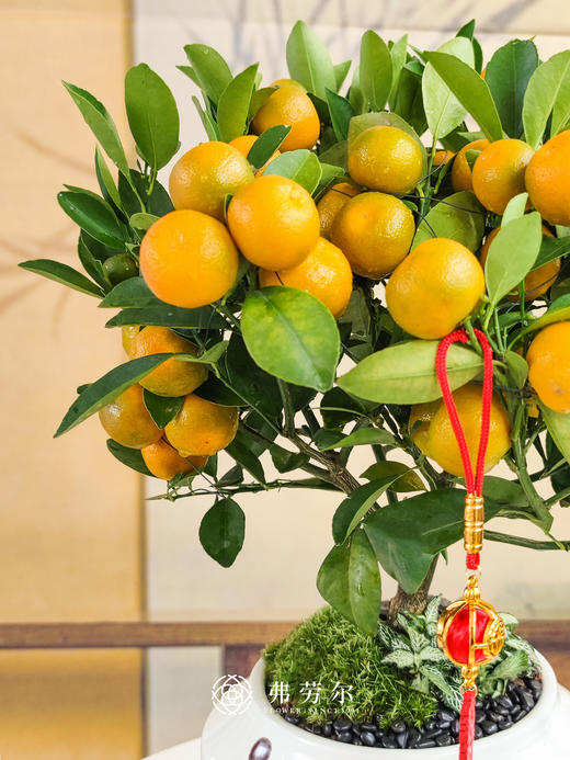 JT大吉大利 商品图3