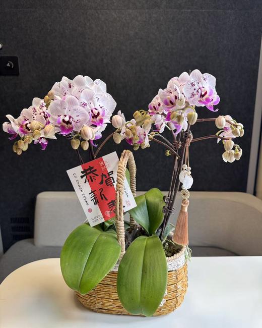 蝴蝶兰 商品图0