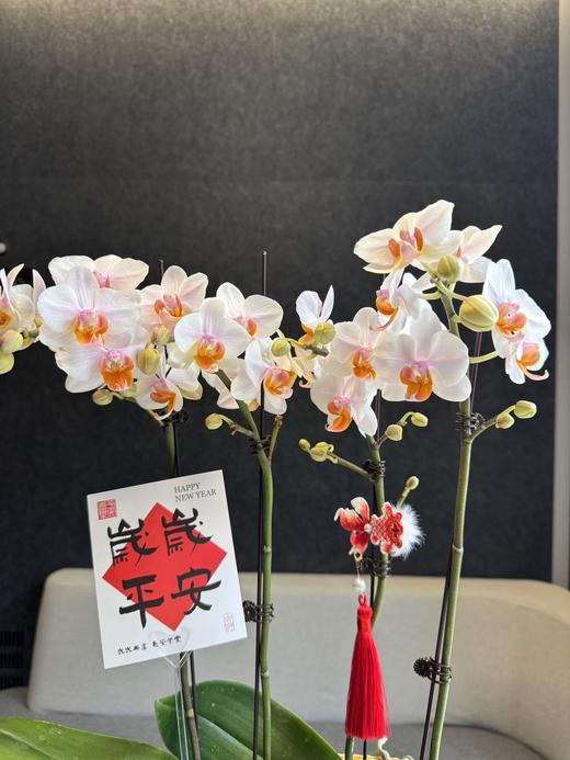 蝴蝶兰 商品图1