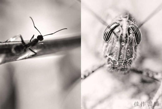 Fernando Maquieira: A Tiny Story / 费尔南多·马奎埃拉：一个小故事 商品图4