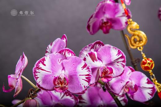 年年有余 商品图3