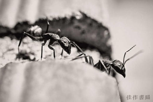 Fernando Maquieira: A Tiny Story / 费尔南多·马奎埃拉：一个小故事 商品图2