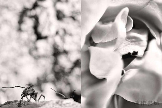 Fernando Maquieira: A Tiny Story / 费尔南多·马奎埃拉：一个小故事 商品图1