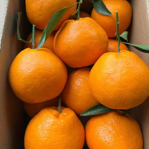 耙耙柑精品(礼盒) 约4kg/件 商品图1