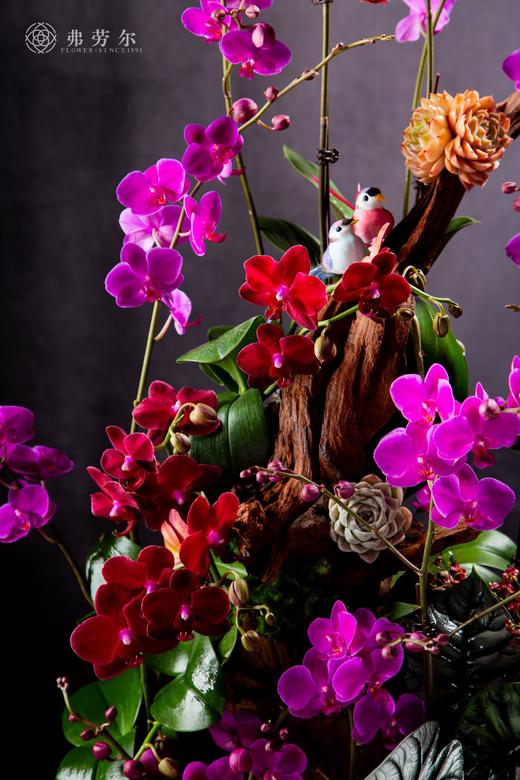 开门见喜 商品图1