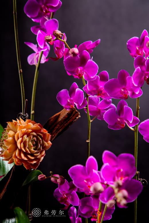 开门见喜 商品图3