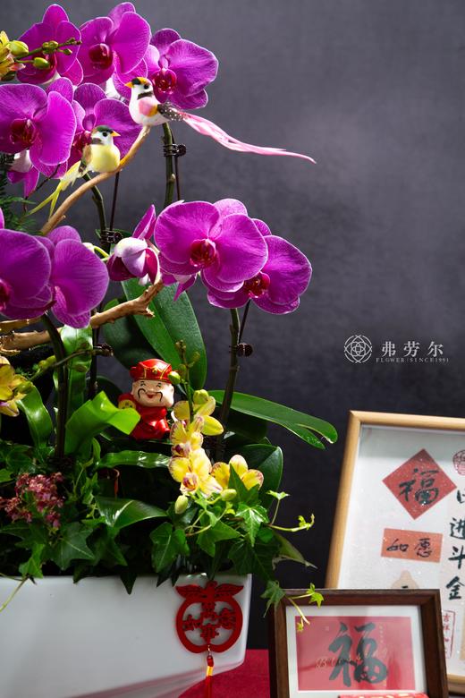 福旺财旺 商品图2