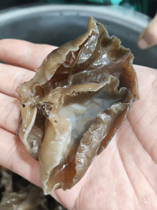 神农架黑木耳/椴树香菇/（任意2件包邮） 商品图2