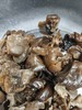 神农架黑木耳/椴树香菇/（任意2件包邮） 商品缩略图0