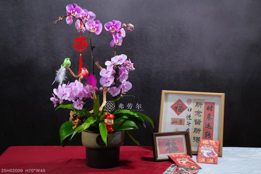 喜气洋洋 商品图1