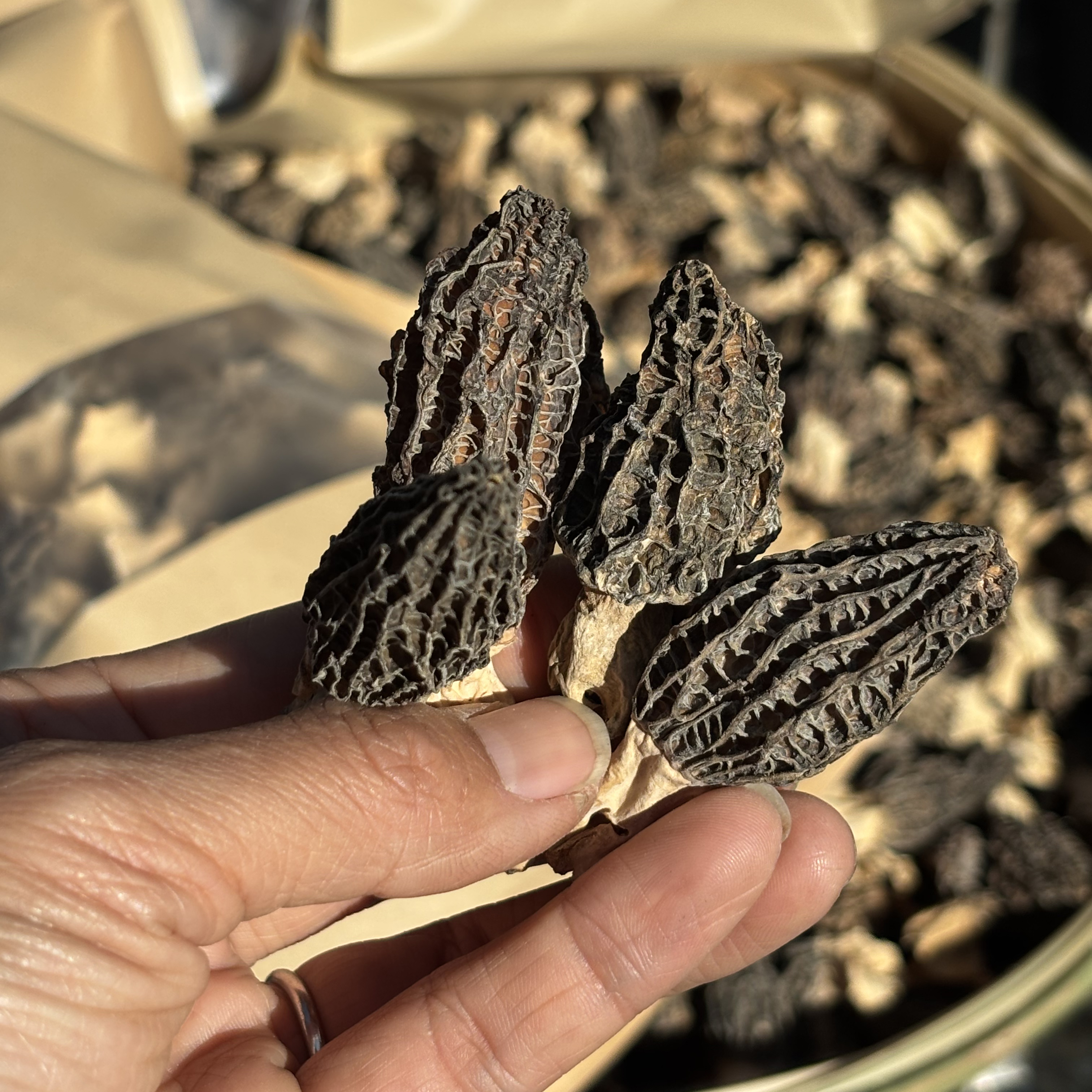 云南深山羊肚菌 干货