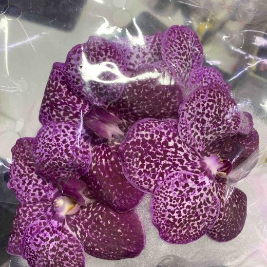 兰花 | 胡姬斑点粉【有色差，个别颜色有深或有浅，介意慎拍】 商品图2