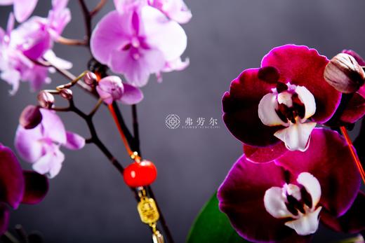 喜至庆来 商品图1