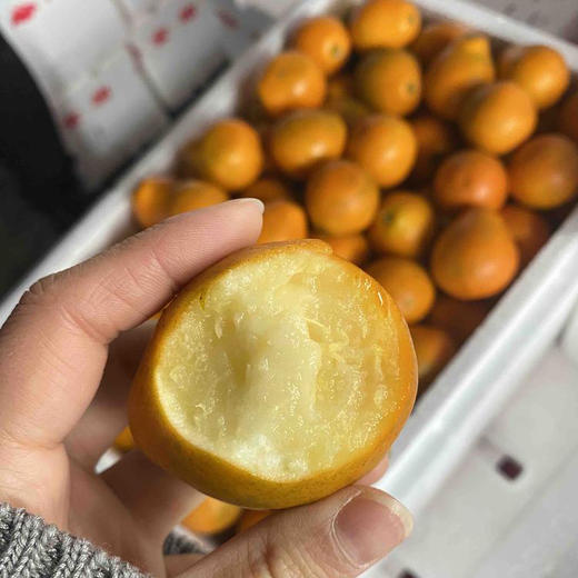 脆蜜金柑 大果 商品图5