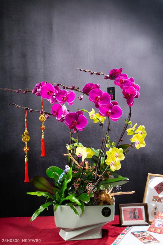 恭喜发财 商品图0