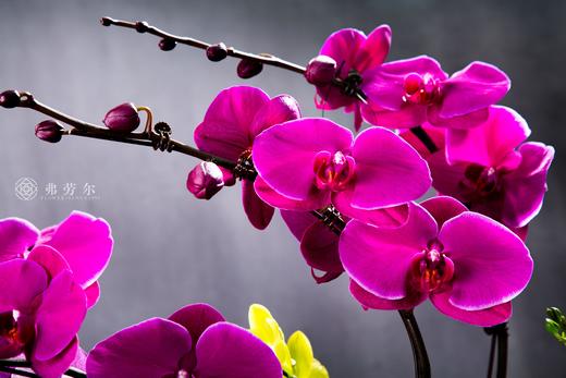 恭喜发财 商品图3