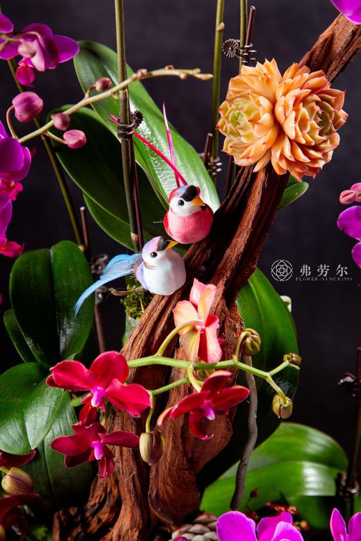 开门见喜 商品图5