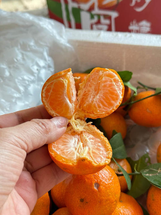 冬日甜心！春节必吃【广西砂糖橘】来自大山深处的美味！清甜多汁 皮薄籽少 小巧玲珑 老人小孩都喜欢 一口一个根本停不下来 商品图5