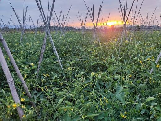 【分仓直发包邮】广西圣女果系列（粉果）1.25斤/盒*4盒（礼盒装） 商品图2