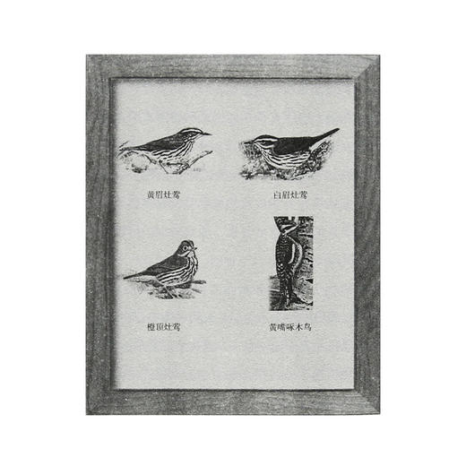 三联精选 醒来的森林 巴勒斯自然散文集DF 商品图4