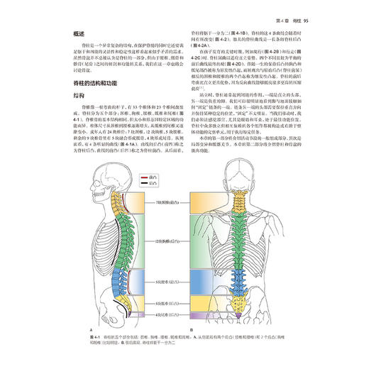 关节结构与功能 全面解析 第6版 刘楠 王于领编 运动医学康复医学物理医学专业入门参考书 人体关节结构与功能特点 人民卫生出版社 商品图3