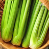 生态西芹 | 合作生产*Ecological celery| Partner Production 商品缩略图1