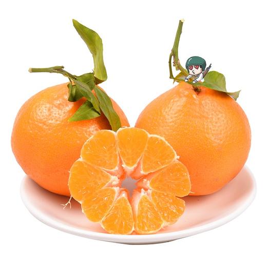 春见粑粑柑 商品图0
