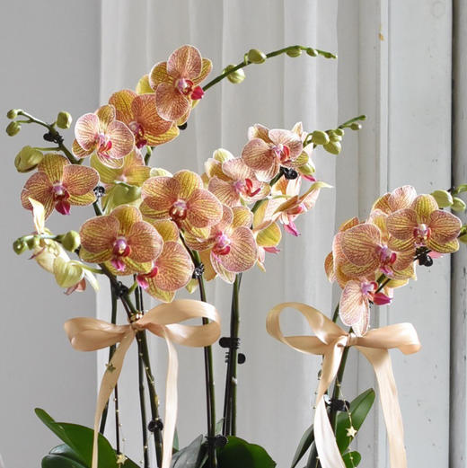 《幸福飞来》蝴蝶兰6盆栽033株 商品图2