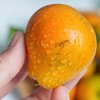 【顺丰发货！】融安脆蜜金柑三代 皮脆肉嫩，多汁纯甜；直接带皮吃，甜似蜜糖；果皮薄，果肉质地柔软，口感鲜美 维C满满 商品缩略图7