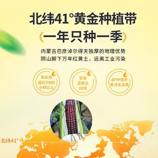 秋天的味道有机糯黑玉米10穗礼盒 商品图1