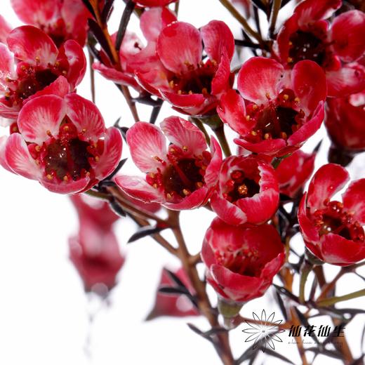 配花 | 平头腊梅玫瑰精 商品图4