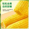 十月稻田黄糯玉米3.52斤 商品缩略图1