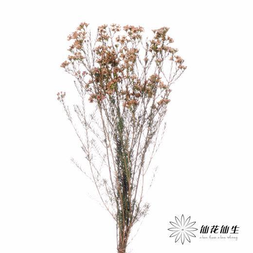 配花 | 平头腊梅卡布 商品图1