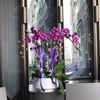 《幸福飞来》蝴蝶兰盆栽030号6株 商品缩略图0