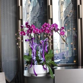 《幸福飞来》蝴蝶兰盆栽030号6株