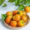 【顺丰发货！】融安脆蜜金柑三代 皮脆肉嫩，多汁纯甜；直接带皮吃，甜似蜜糖；果皮薄，果肉质地柔软，口感鲜美 维C满满 商品缩略图10